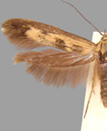 Scythris limbella