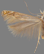 Isophrictis striatella