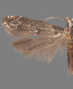 Naera fuscocristatella