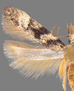 Coleotechnites atrupictella