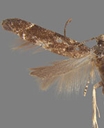 Coleotechnites carbonaria