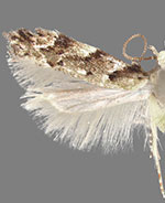 Coleotechnites coniferella