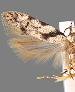 Pseudotelphusa basifasciella