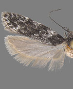 Gelechia lynceella