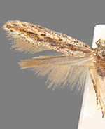 Scrobipalpula henshawiella