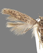 Scrobipalpula potentella