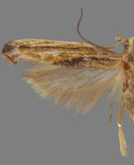 Symmetrischema striatella