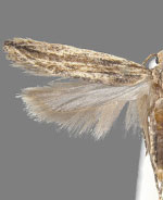 Symmetrischema striatella