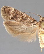 Filatima monotaeniella