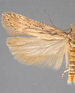 Filatima normifera