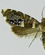 Glyphipterix nordini