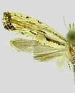 Plutella porrectella