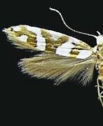 Argyresthia calliphanes