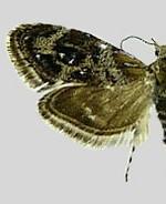 Tebenna gnaphaliella