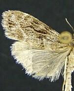 Scoparia blanchardi