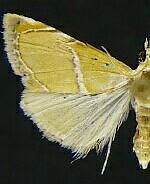 Abegesta reluctalis