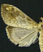 Evergestis rimosalis