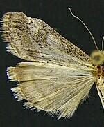 Evergestis funalis