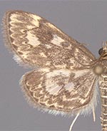 Anania plectilis