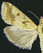 Achyra bifidalis