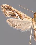 Lineodes fontella