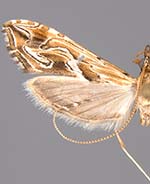 Lineodes fontella