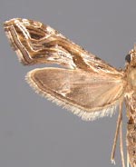 Lineodes integra