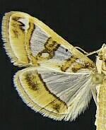 Glyphodes pyloalis