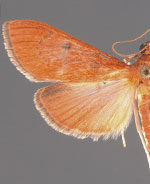 Sathria rufescens