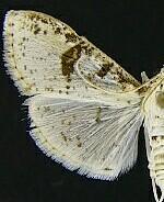 Palpita illibalis