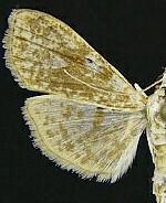 Palpita freemanalis