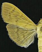 Patania silicalis