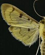 Lygropia plumbicostalis