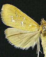 Diastictis pseudargyralis