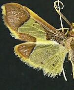 Syllepis marialis