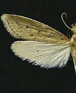 Donacaula uxorialis