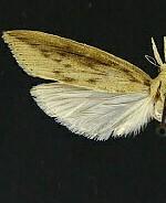 Donacaula maximellus