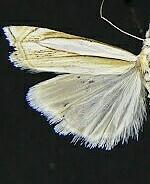 Crambus pascuella