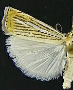 Crambus multilinellus