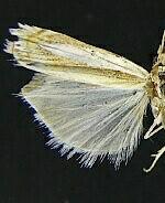 Crambus cyrilellus