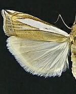 Crambus n. sp.