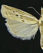 Fissicrambus quadrinotellus