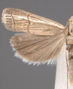 Loxocrambus coloradellus