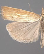 Pediasia dorsipunctellus