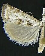 Microcrambus kimballi