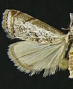 Microcrambus matheri