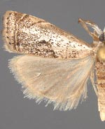 Microcrambus matheri