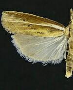 Fissicrambus profanellus