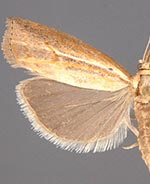 Fissicrambus hemiochrellus