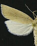 Chilo demotella